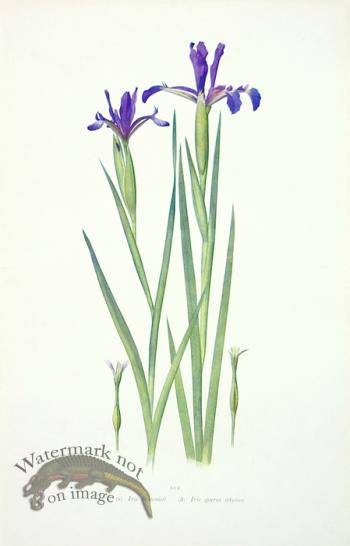 Dykes Iris 01